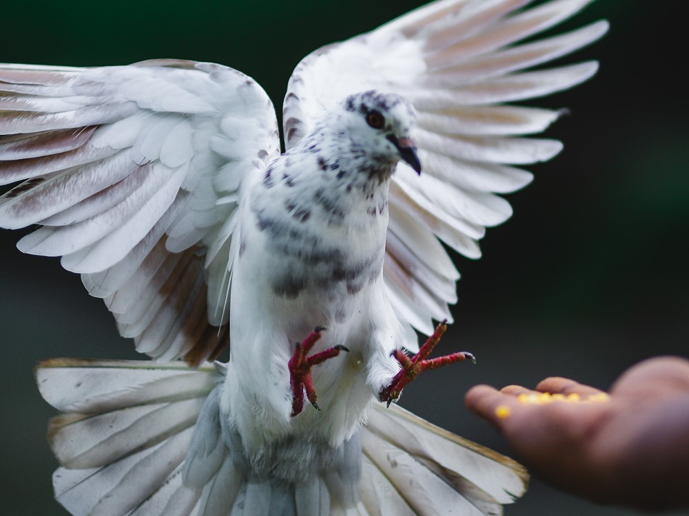 5 mei feestdag of niet?
